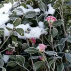 درختچه کاملیا و برف