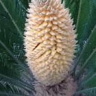 گلدهی سیکاس نر