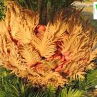 بذردهی سیکاس ماده