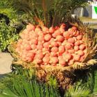 بذردهی سیکاس ماده 2