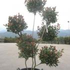 فوتونیا هرس شده