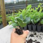 قلمه یاس هلندی