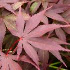 برگ افرا ایستاده