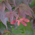 بذر افرا ایستاده 6