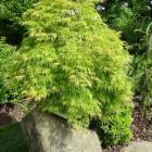 افرا مجنون سبز 4