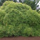 افرا مجنون سبز 5