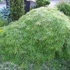 افرا مجنون سبز 6