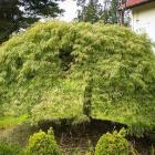 افرا مجنون سبز 8