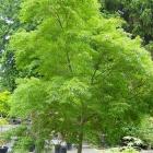 افرا سبز ایستاده (چینی) 2