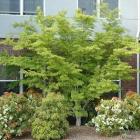 افرا سبز ایستاده (چینی) 6