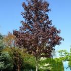 افرا سلطنتی (نروژی) 5