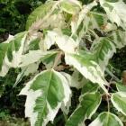 برگ افرا سفید (6)