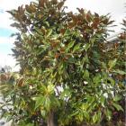 مگنولیا تابستانه (همیشه سبز) (9)	