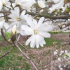 مگنولیا ستاره ای 6