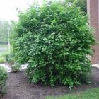 مگنولیا ستاره ای 10