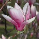 مگنولیا بنفش 8