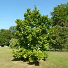 مگنولیا سفید 2