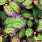 انجیلی (آهن ، آسوندار) 11