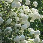 درختچه بداغ 10