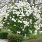 درختچه بداغ 11