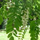 درختچه اقاقیا 3