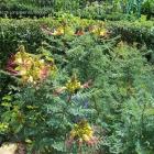 ابریشم مصری 1