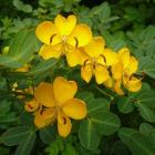 یاس پهلوی (کاسیا) 4