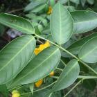 یاس پهلوی (کاسیا) 6