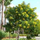 یاس پهلوی (کاسیا) 8