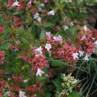 یاس سلطنتی (آبلیا) 7