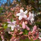 یاس سلطنتی (آبلیا) 9