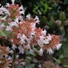 یاس سلطنتی (آبلیا) 10