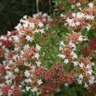 یاس سلطنتی (آبلیا) 12