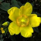 هیپریکم ( راعی ) 1