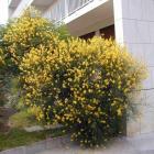 یاس پرطاووسی 8