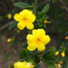 یاس شیروانی 12