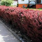 زرشک زینتی 9