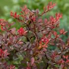 زرشک زینتی 18