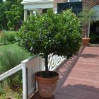 گیاه برگ بو 2