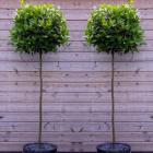 گیاه برگ بو 10