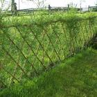 بامبو ( نی خیزران ) 2