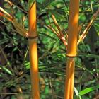 بامبو ( نی خیزران ) 5