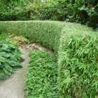 بامبو ( نی خیزران ) 12