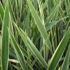 کنف نیوزلندی 1