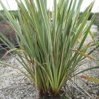 کنف نیوزلندی 8