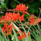 گل کروکاسمیا 1