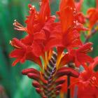 گل کروکاسمیا 3