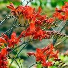 گل کروکاسمیا 6