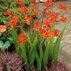 گل کروکاسمیا 11