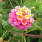 شاهپسند درختچه ای 3